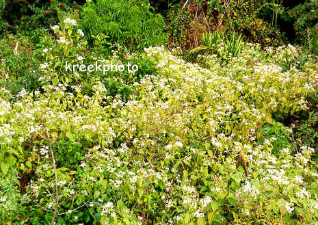 Ceanothus americanus Ceanothus americanus