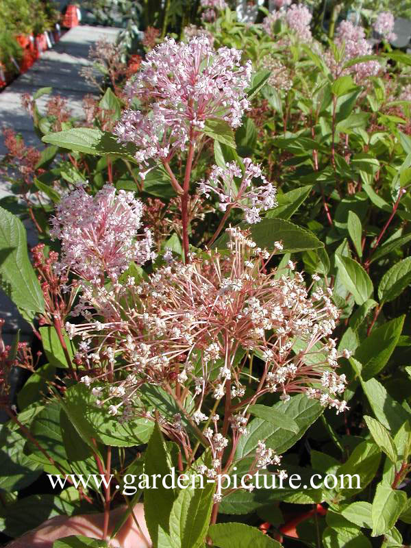 Ceanothus pallidus 'Marie Simon'