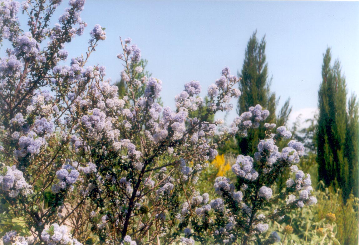 Ceanothus veitchianus