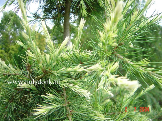 Cedrus deodara 'Albospica'