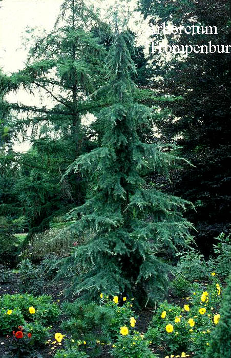 Cedrus deodara 'Eisregen'