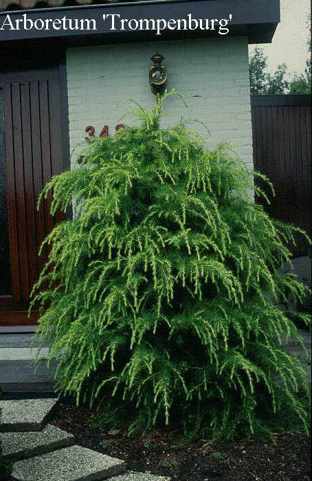Cedrus deodara 'Gold Mound'