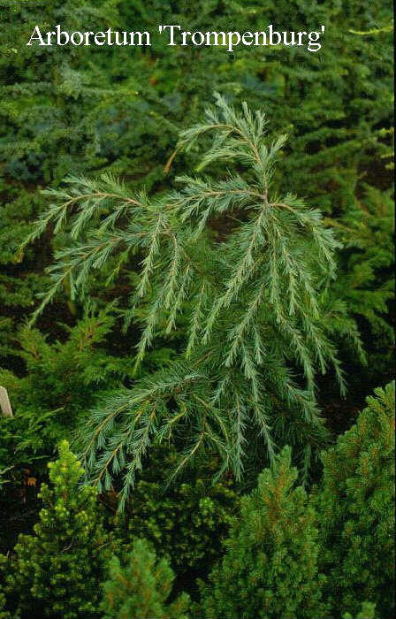 Cedrus deodara 'Kashmir'
