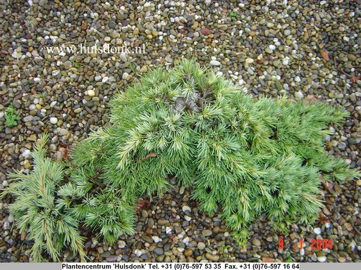 Cedrus deodara 'Scott'
