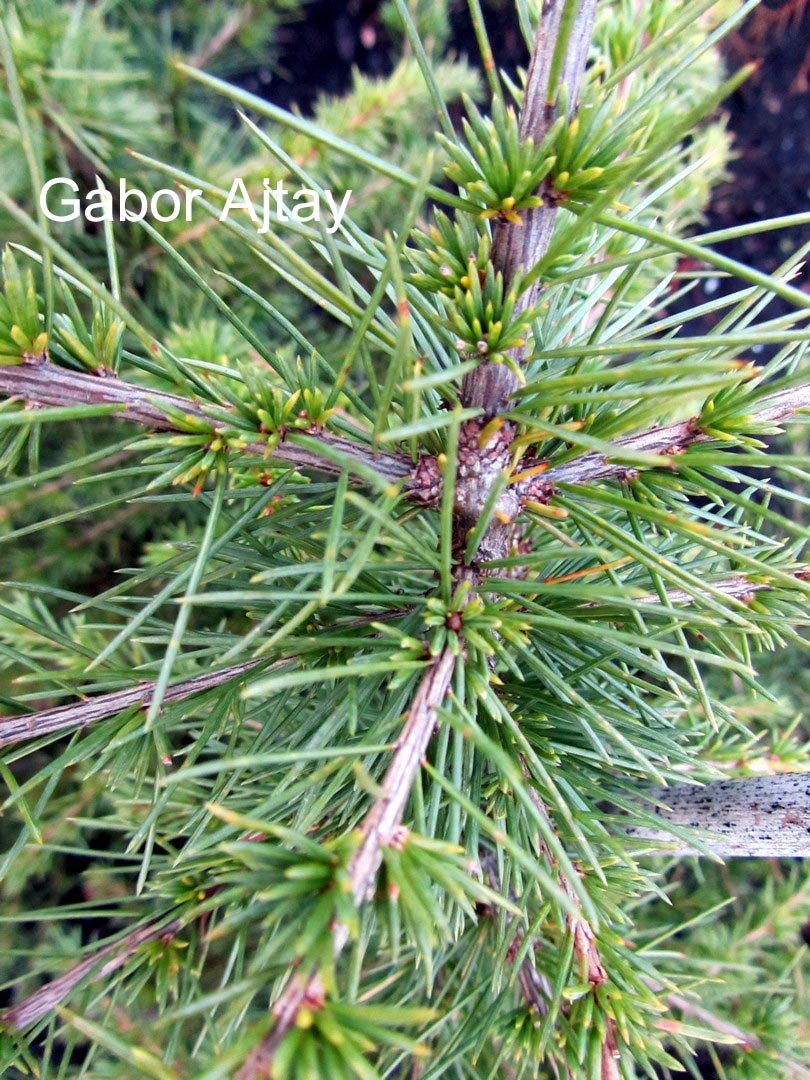 Cedrus libani 'Compacta'