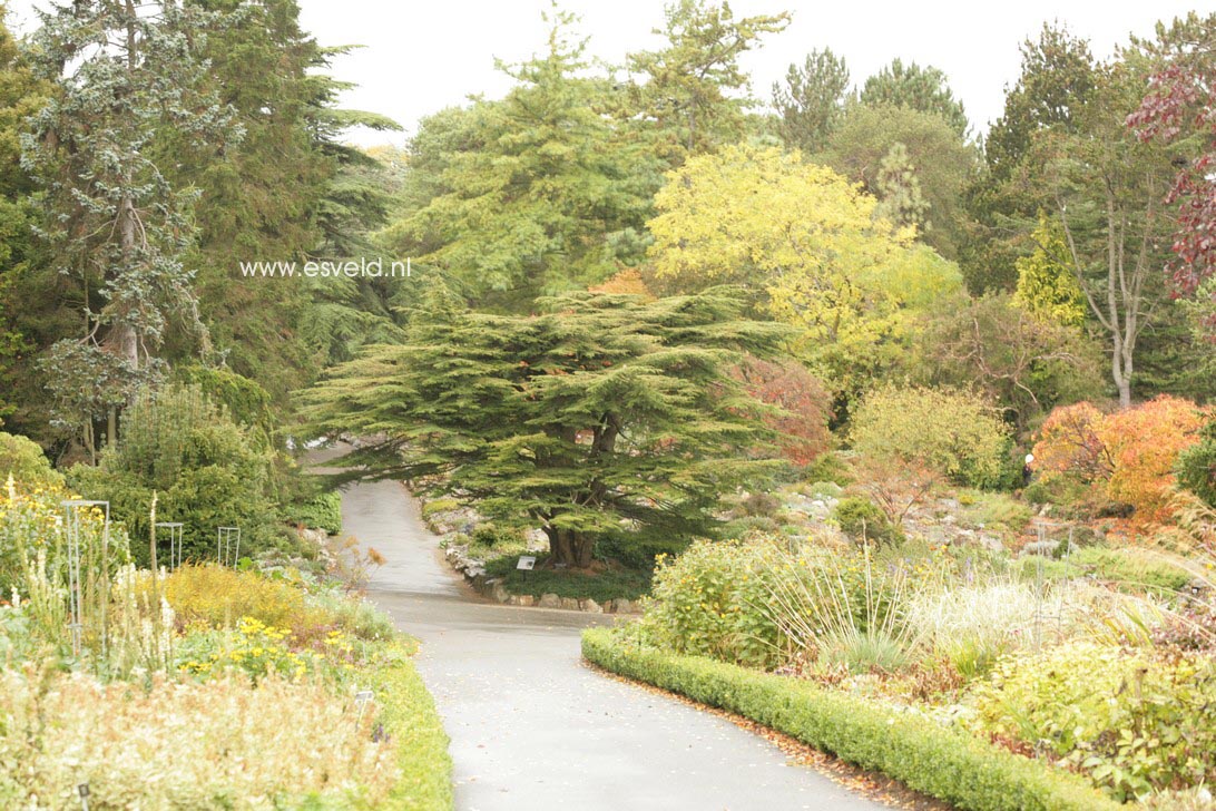 Cedrus libani 'Comte de Dijon' (36571)