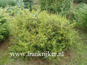 Cedrus libani 'Nana' Cedrus libani 'Nana'