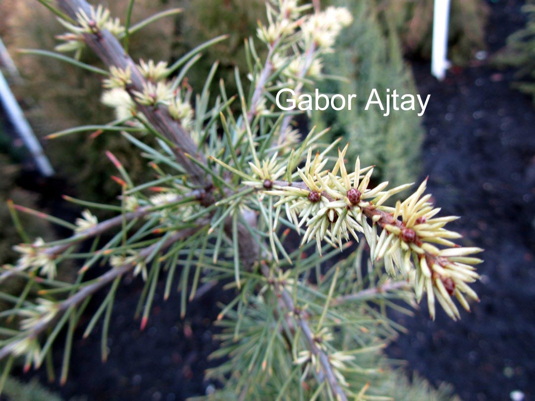 Cedrus libani 'Silberspitz'
