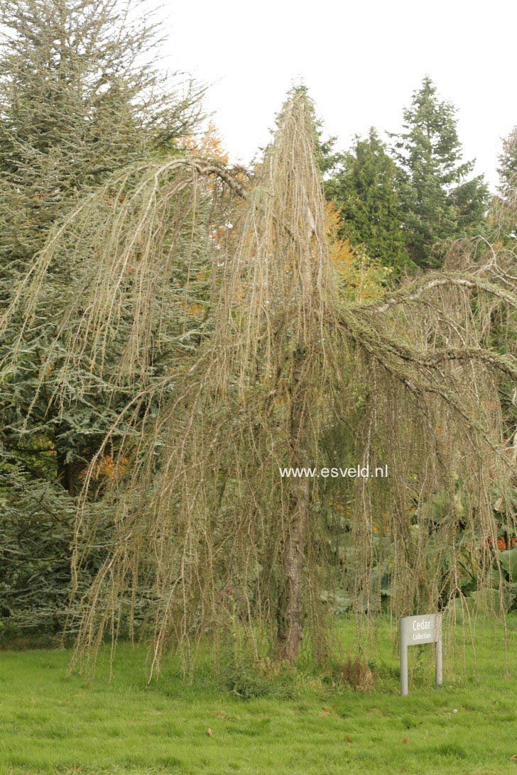 Cedrus libani ssp. atlantica