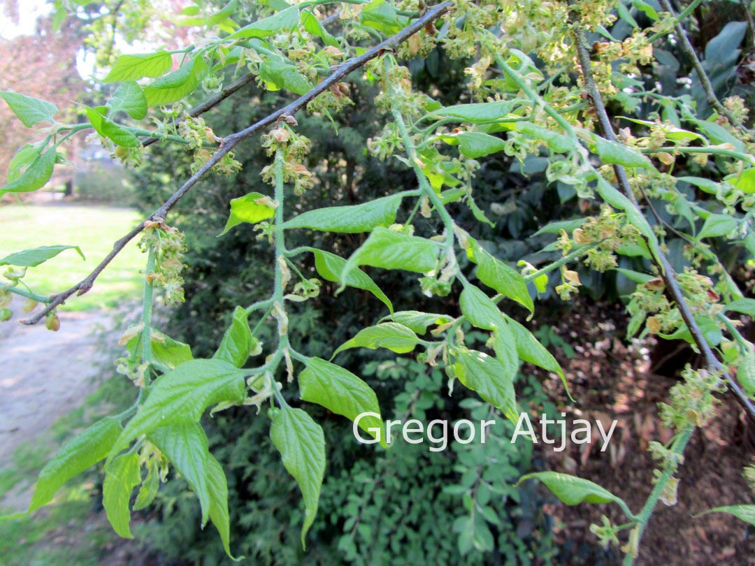 Celtis caucasica