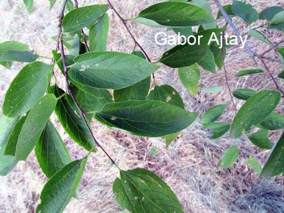 Celtis jessoensis