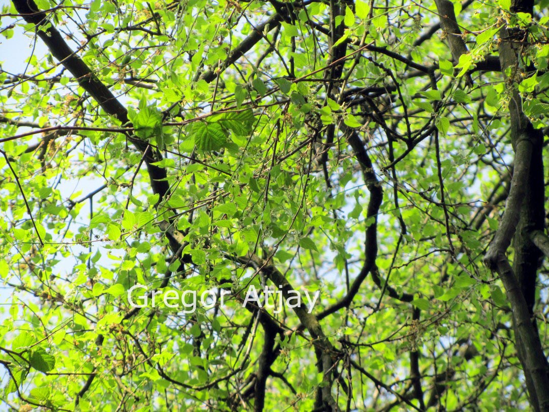 Celtis occidentalis var. reticulata