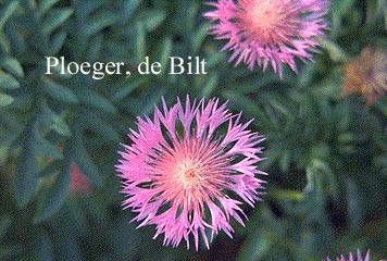 Centaurea dealbata Centaurea dealbata