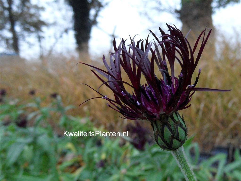 Centaurea montana 'Jordy'