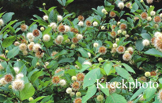 Cephalanthus occidentalis