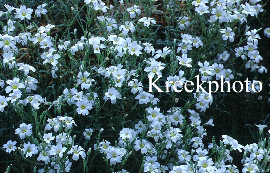 Cerastium biebersteinii