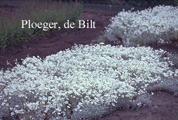 Cerastium tomentosum 'Silberteppich' Cerastium tomentosum 'Silberteppich'