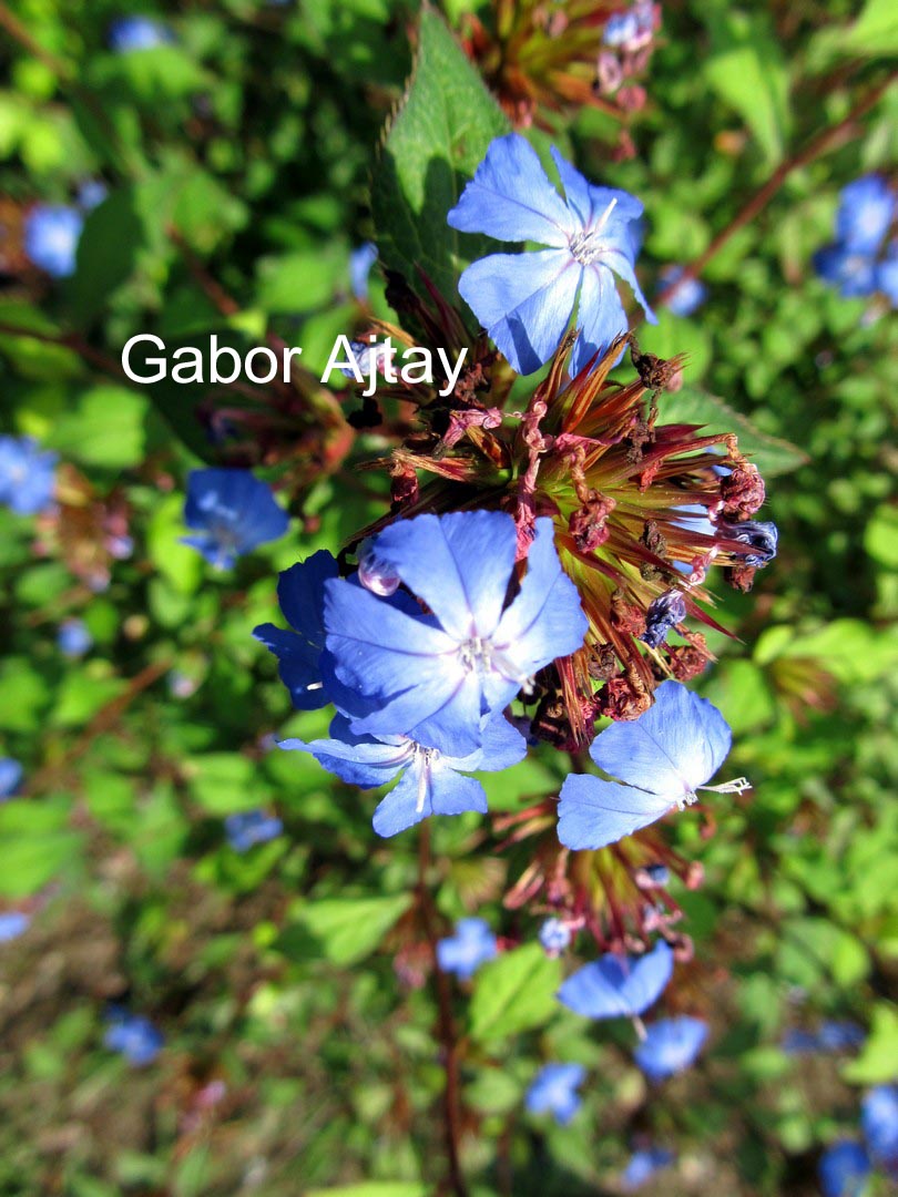 Ceratostigma willmottianum