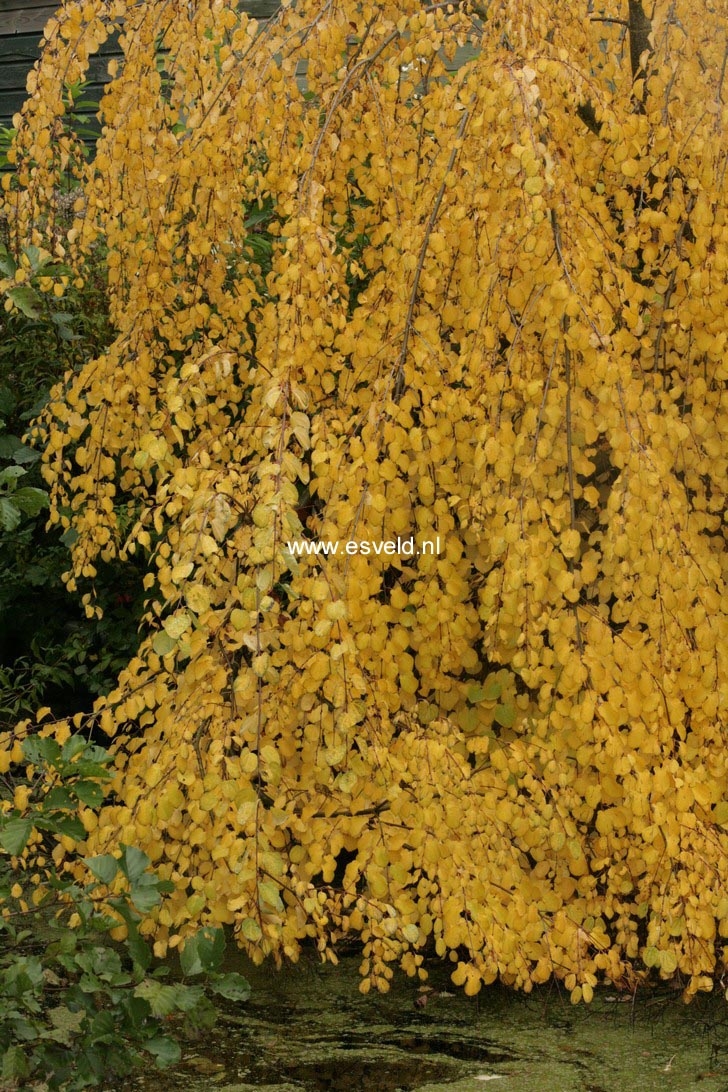 Cercidiphyllum japonicum 'Amazing Grace'