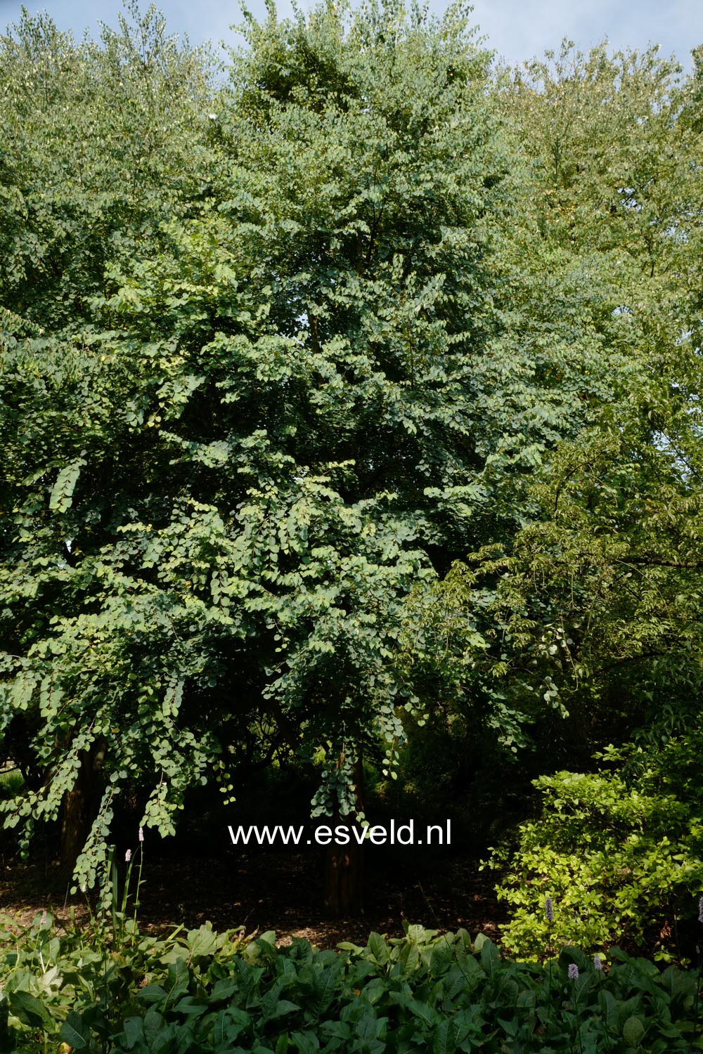 Cercidiphyllum japonicum 'Boyd's Dwarf'
