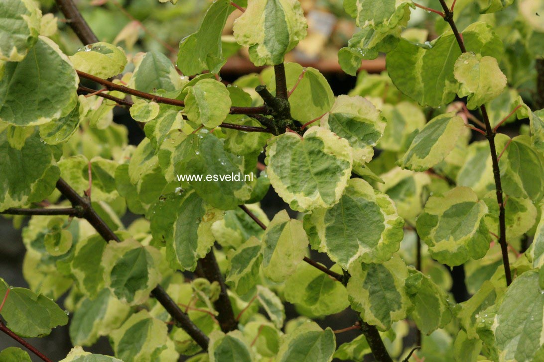 Cercidiphyllum japonicum 'Chameleon'