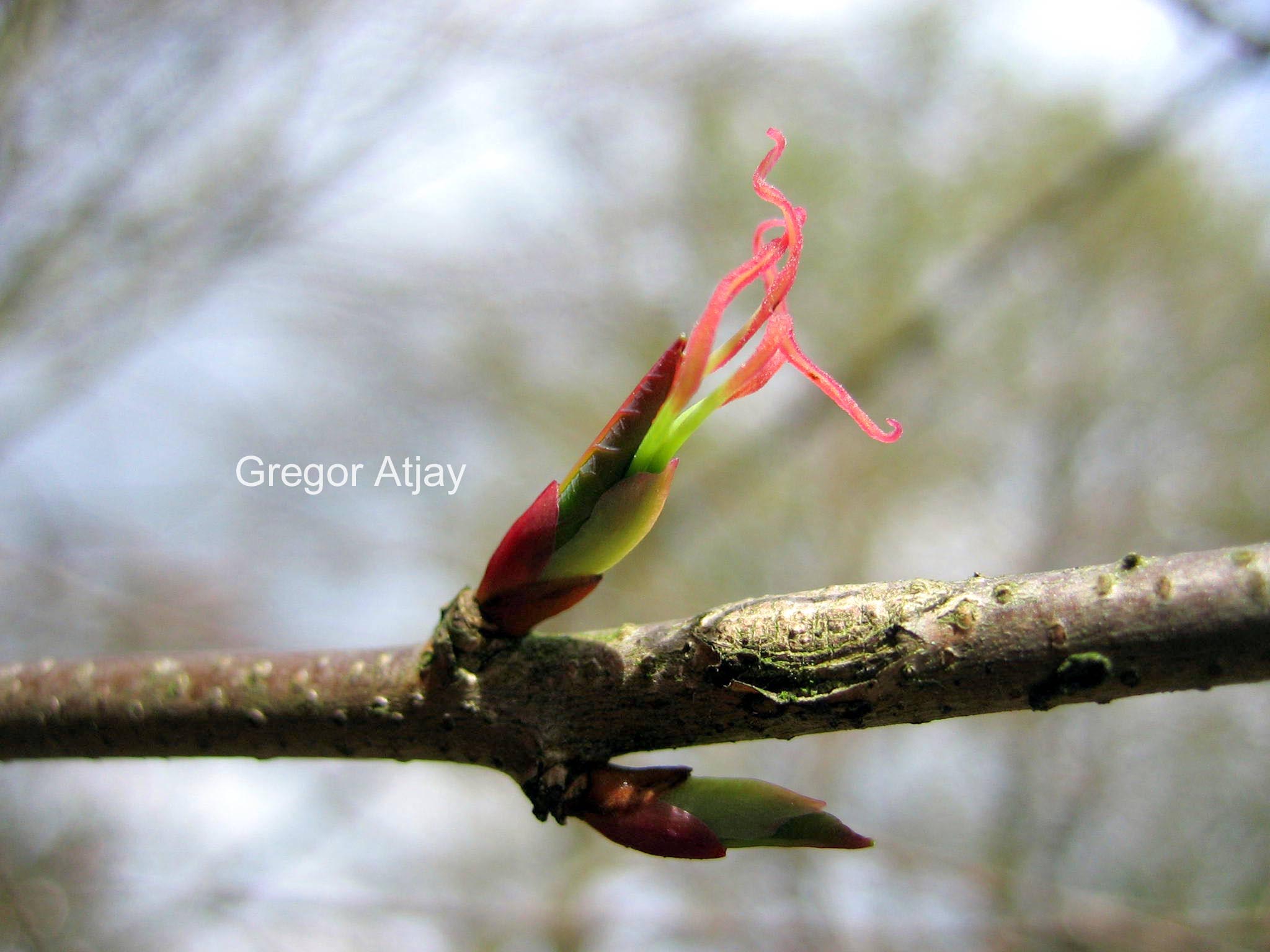 Cercidiphyllum japonicum 'Krukenberg Dwarf'