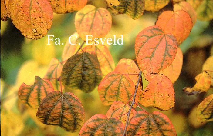 Cercidiphyllum japonicum 'Raspberry'