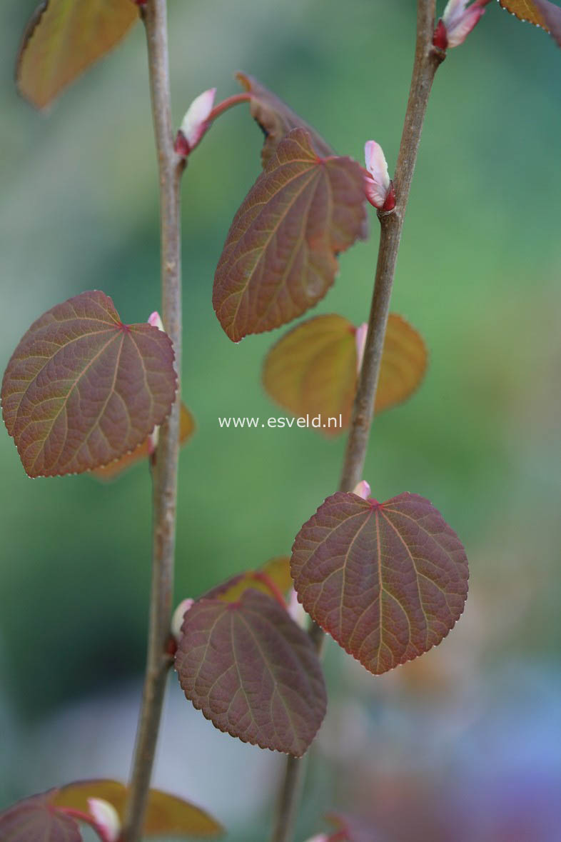 Cercidiphyllum japonicum 'Strawberry'