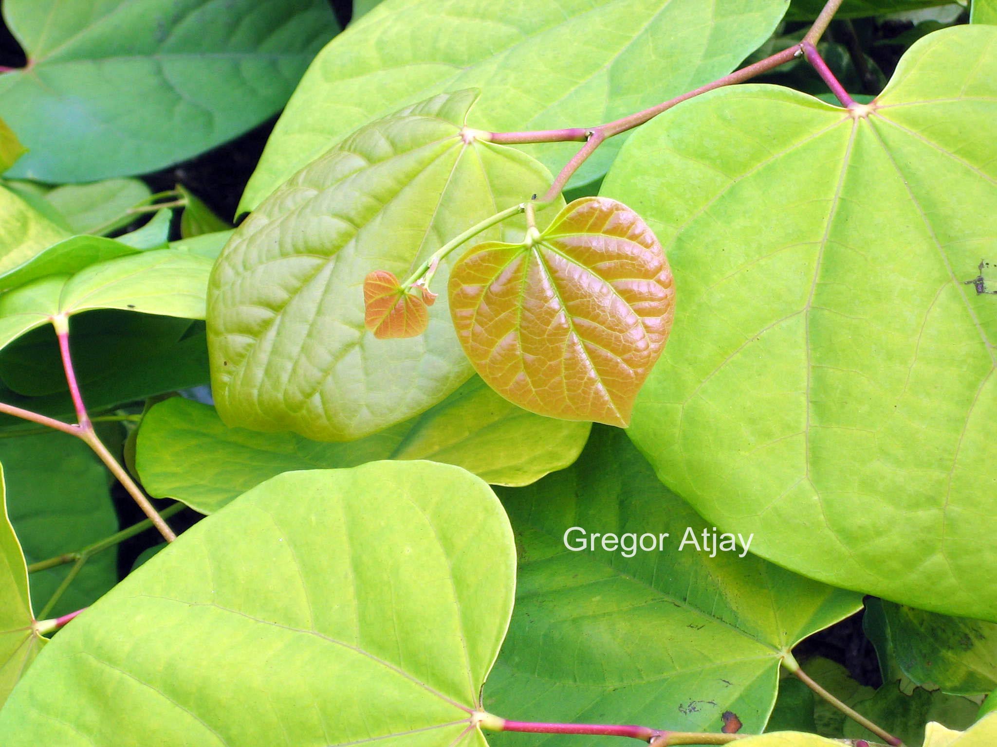 Cercis canadensis 'Melon Beauty'