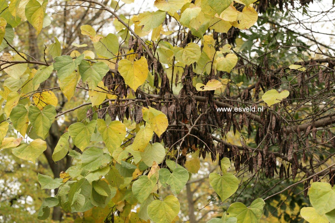 Cercis canadensis 'Pauline Lily'