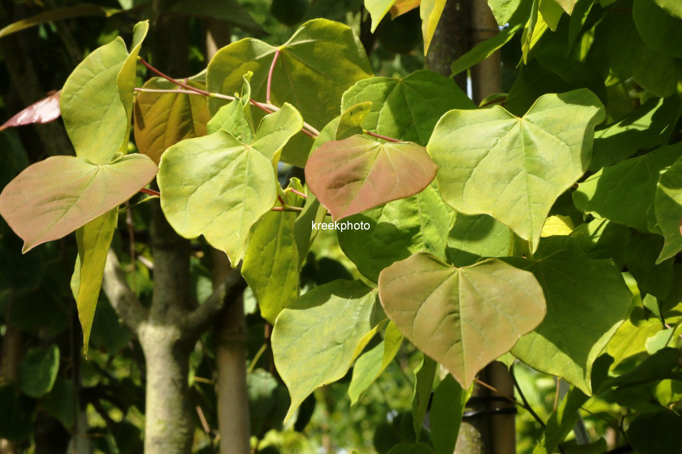Cercis canadensis 'Royal White'