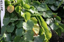 Cercis canadensis 'Traveller'