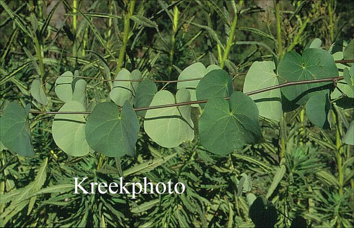 Cercis canadensis var. occidentalis