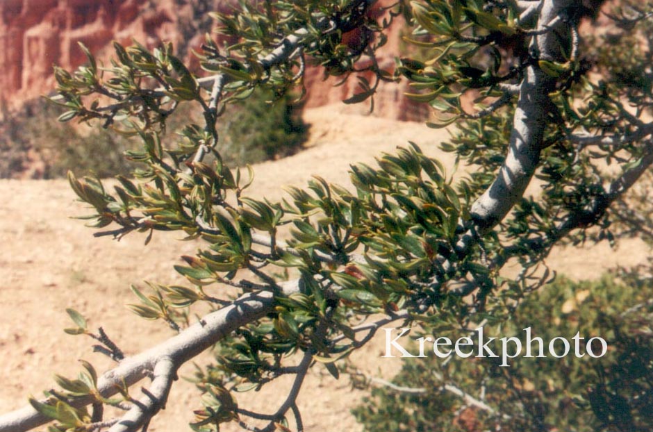 Cercocarpus ledifolius