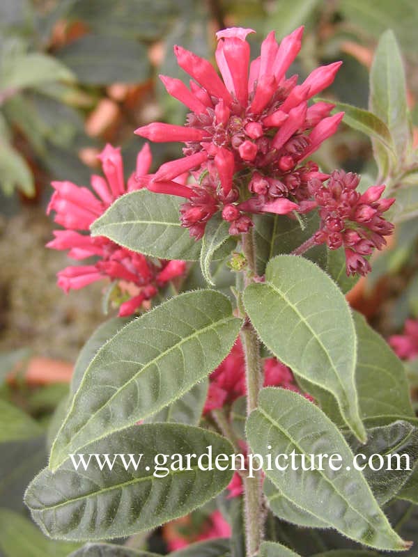 Cestrum 'Newellii'