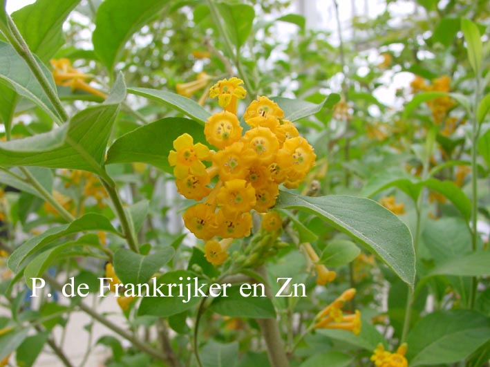 Cestrum aurantiacum