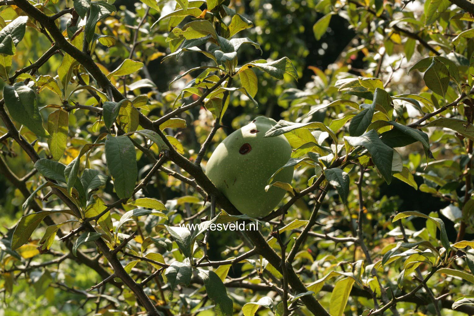 Chaenomeles cathayensis
