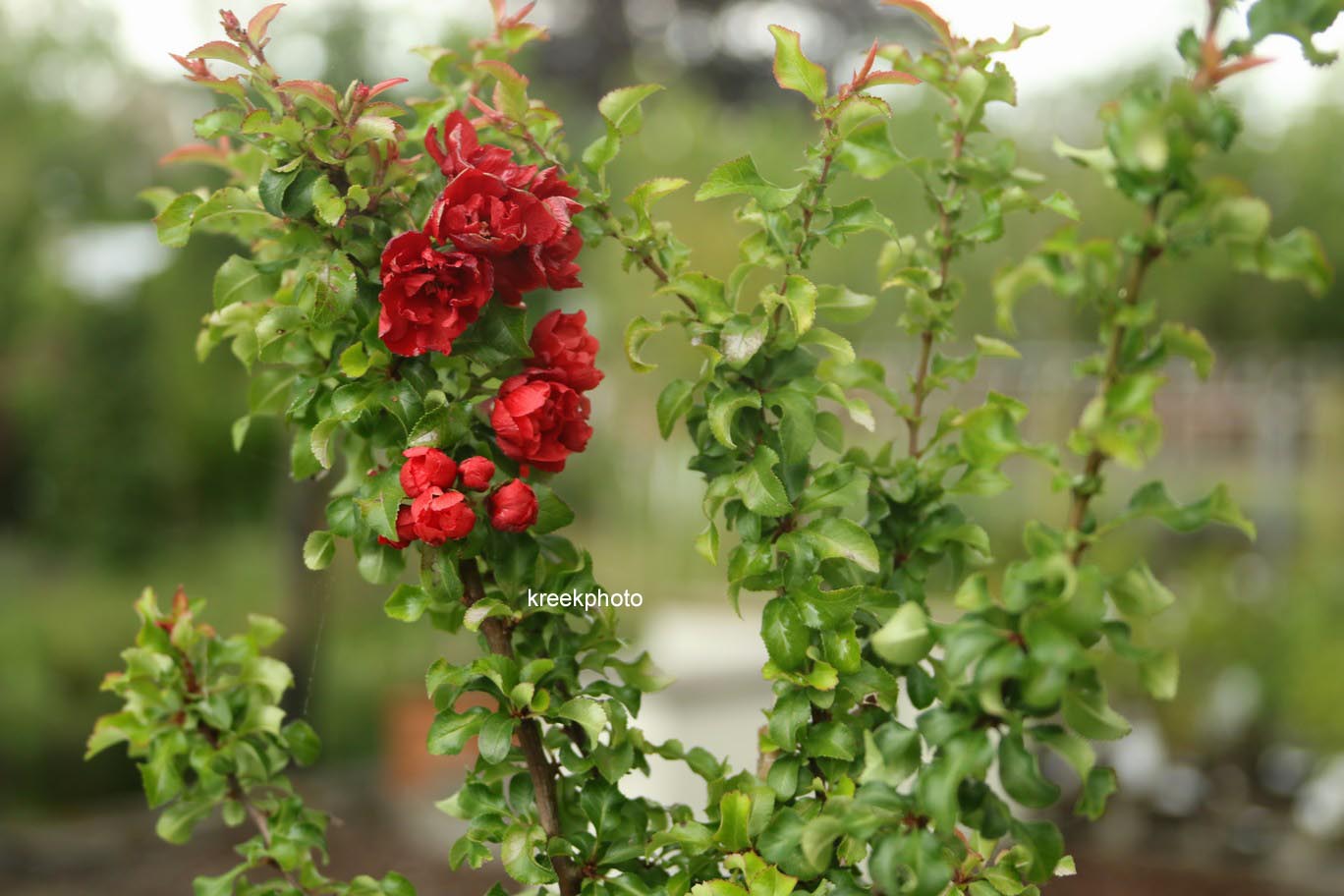 Chaenomeles japonica 'Red Joy'