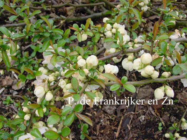 Chaenomeles superba 'Jet Trail'