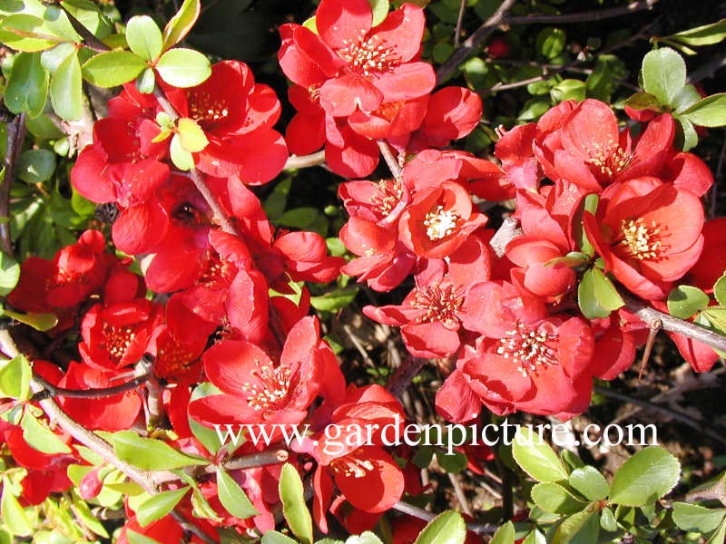 Chaenomeles superba 'Rowallane'