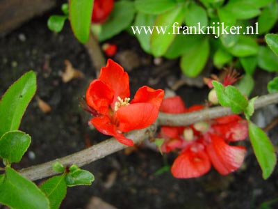 Chaenomeles superba 'Texas Scarlet' Chaenomeles superba 'Texas Scarlet'