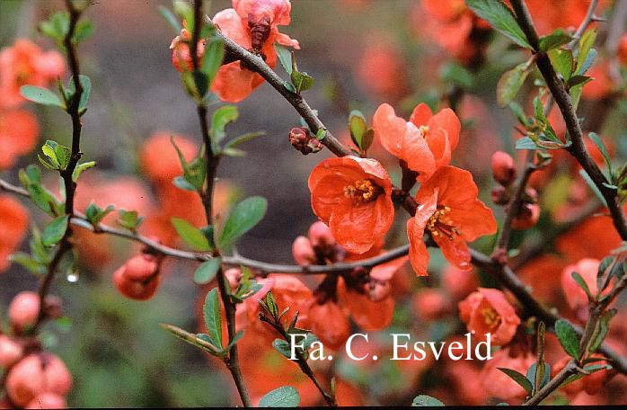 Chaenomeles superba 'Vermillon'
