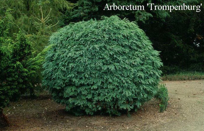 Chamaecyparis lawsoniana 'Barabit's Globe'