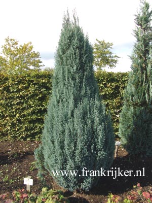 Chamaecyparis lawsoniana 'Blue Surprise' Chamaecyparis lawsoniana 'Blue Surprise'