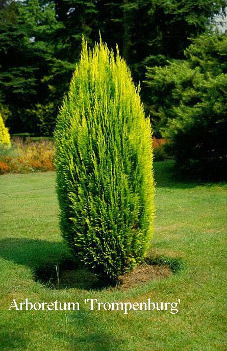 Chamaecyparis lawsoniana 'Erecta Aurea'