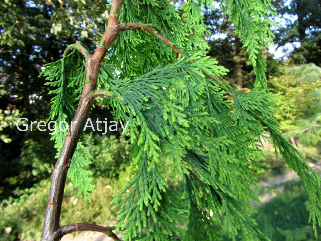 Chamaecyparis lawsoniana 'Filip's Golden Tears'