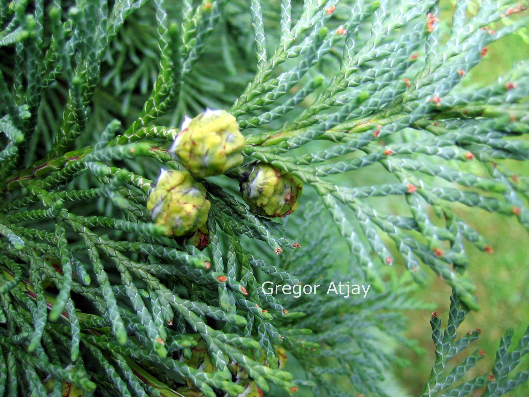 Chamaecyparis lawsoniana 'Globosa'