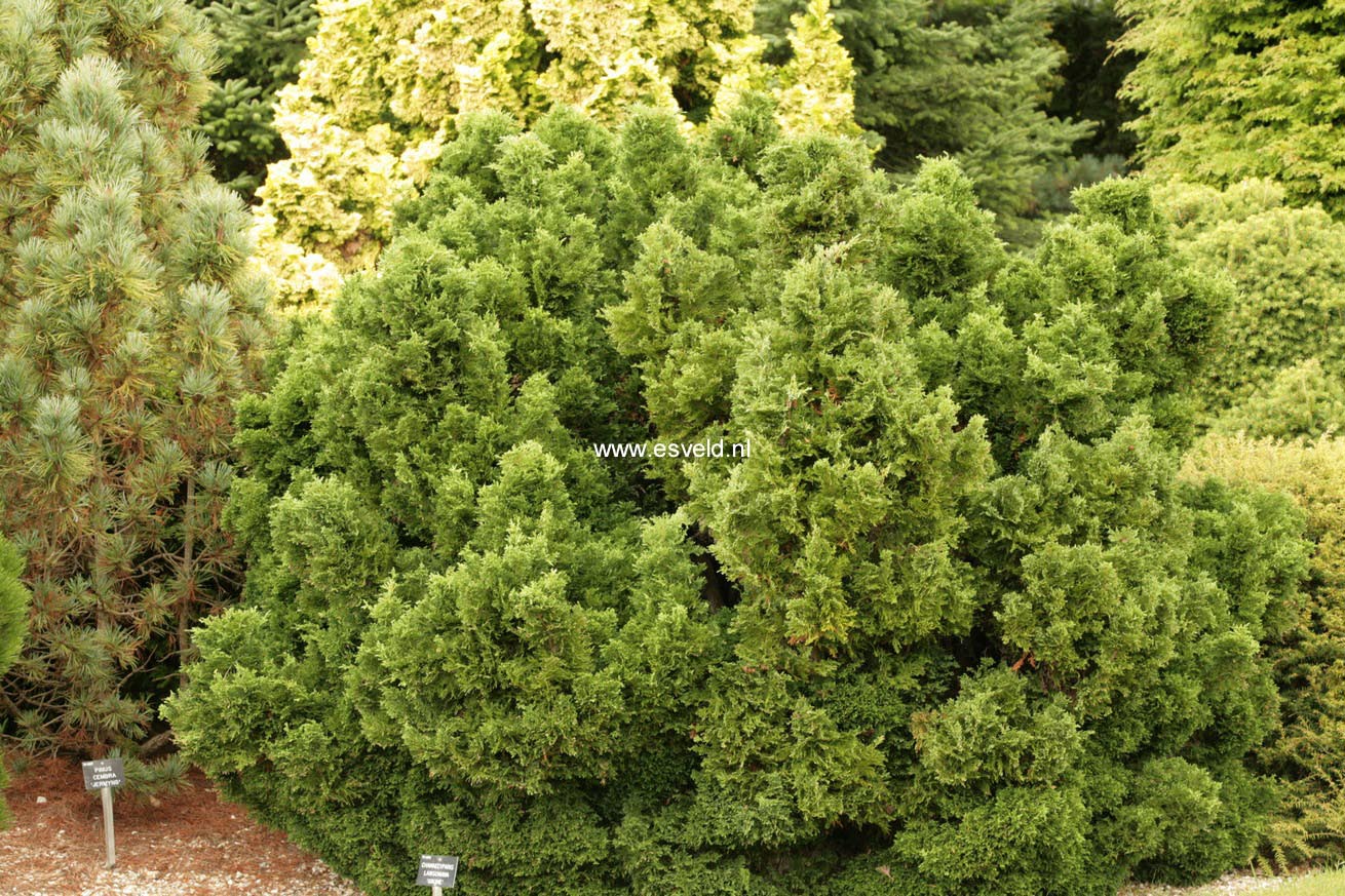 Chamaecyparis lawsoniana 'Gnome'