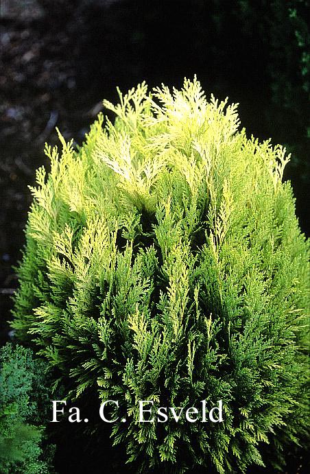 Chamaecyparis lawsoniana 'Golden Pot' Chamaecyparis lawsoniana 'Golden Pot'