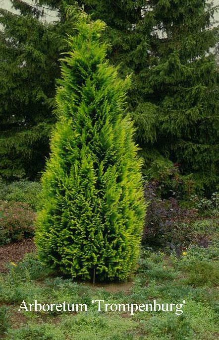 Chamaecyparis lawsoniana 'Golden Triumph'